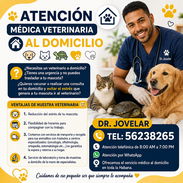 Veterinario a domicilio en La Habana 🐶🐱🐢 (Kinetica) - Img 56779403