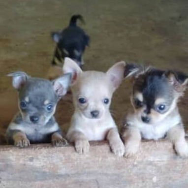 Se vende Chihuahua - 4/4