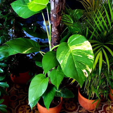 Plantas espectaculares - 2/4