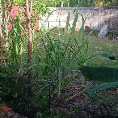 Venta de casa en Varadero - Img 123701821