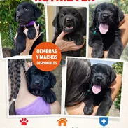 Hermosos Labradores Retriever!!!! - Img 56426958