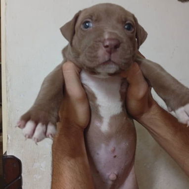 Cachorros Pitbull - Img 124519399