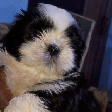 Las razas de tu preferencia Chihuahua , Shitz,labrador , Husky, Salchicha , pitbull,53818081 - 5/7