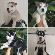 (((( HUSKY SIBERIANO MACHOS  BETTY MASCOTAS WHATSAPP 52506841 )))) - Img 54472491
