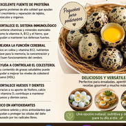 Venta de huevos de codorniz - Img 55840839