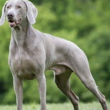 Se adopta perro ( braco alemán de pelo corto ) - 2/4