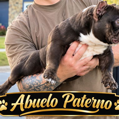 CACHORROS AMERICAN BULLY POCKET - 6/7