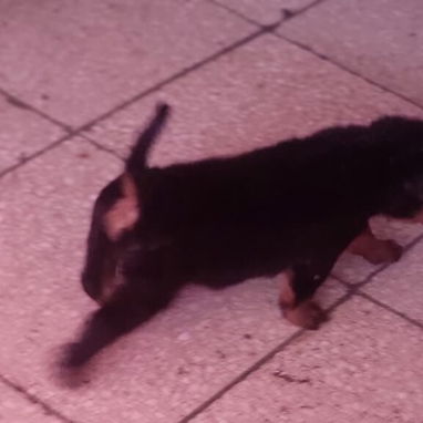 ROTTWEILER,ambos sexos,en 550 USD o equivalente,TENGO MENSAJERÍA,tienen 80 días,ESTAN VACUNADOS y desparacitados - Img 125846332