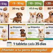 💊Antiparasitarios para tu mascota. Medicamentos para pulgas y garrapatas.🐶😺 - Img 56394501