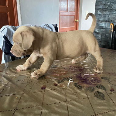 AMÉRICAN BULLY XL,ambos sexos,en 700 USD o equivalente,TENGO MENSAJERÍA,tienen 65 días y están desparacitados. - Img 122576566