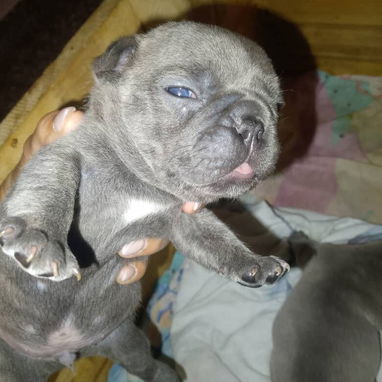 Las razas de tu preferencia Chihuahua , Shitz,labrador , Husky, Salchicha , pitbull,53818081 - 2/7