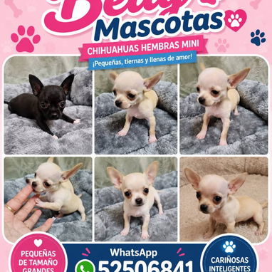 🐶 BETTY MASCOTAS 🐾 Cachorros disponibles 🐾 WHAT'SAPP 52506841 🐶 - Img 124715445