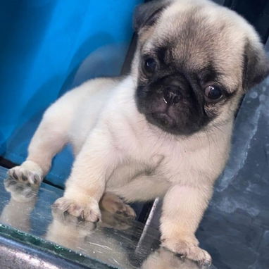 🐾💕 PUG HEMBRA DISPONIBLE BETTY MASCOTAS WHATSAPP 52506841 💕🐾 - 2/5