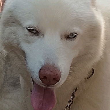 Vendo huskys siberianos 100 usd - 8/8