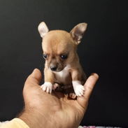 SHIHUAHUAS,macho,en 180 USD o equivalente,TENGO MENSAJERÍA,tiene 38 días y está desparacitado. - Img 57017293