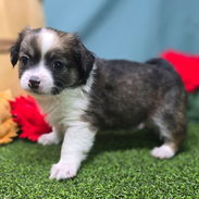Cachorros de chihuahua en adopción - Img 55923614