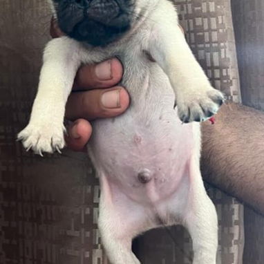 PUG CARLINO,ambos sexos,en 300 USD o equivalente en moneda nacional,TENGO MENSAJERÍA,tienen 42 días y están desparacitad - 5/9