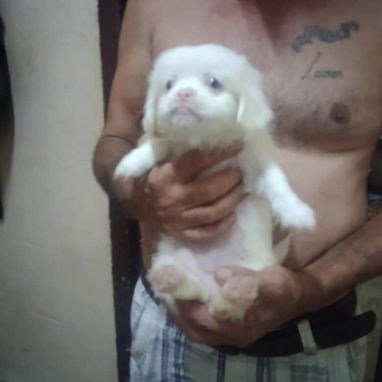 PEKINES OJOS AZULES ALBINA BLANCA EN PERFECTO ESTADO DE SALUD .GARANTIA DE LEGITIMIDAD Y SALUD - 2/4