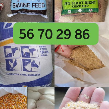 Vendo piensos para puercos y gallinas ponedoras - Img 124638412