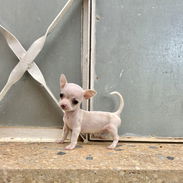 Chihuahua macho blanco 🤍 - Img 58218702