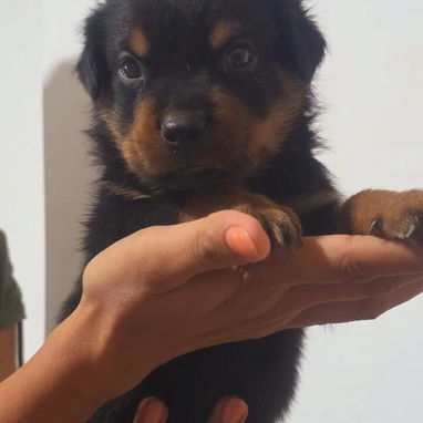 ROTTWEILER,machos,en 350 USD o equivalente,TENGO MENSAJERÍA,tienen 40 días y están desparacitados - 7/10