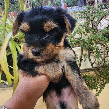 ((( YORKSHIRE TERRIER MACHOS EN VENTA BETTY MASCOTAS WHATSAPP 52506841 )))) - Img 120731257