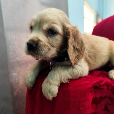 COCKER SPANIEL - Img 121959492