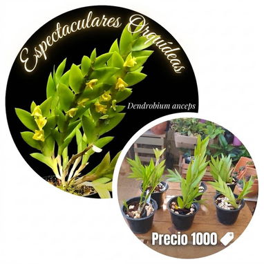 Las más exóticas orquídeas todo x $1000 - Img 124365432