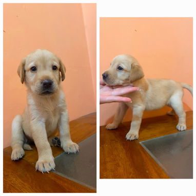 Cachorros de Labrador en venta‼️ - Img 125564632