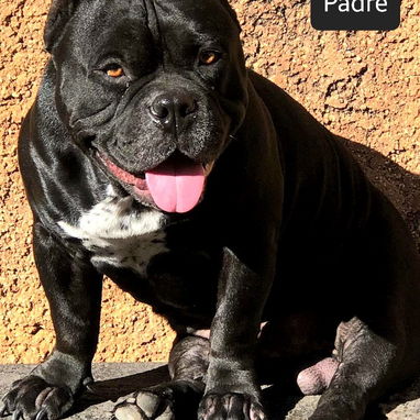 AMERICAN BULLY POCKET CON BUENA GENÉTICA - Img 122349534