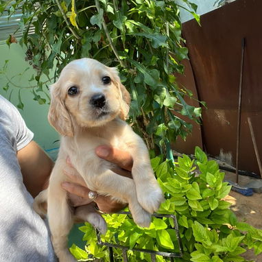 COKER SPANIEL,machos,en 150 USD o equivalente,TENGO MENSAJERÍA,tienen 53 días y están desparacitados - 5/10