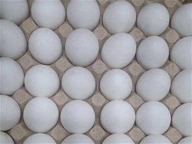 Cartón de huevo - Img main-image