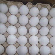 Cartón de huevo - Img 45600283