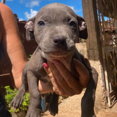 PITBULL hembras CON PADRE BULLY Y MADRE PITBULL,en 200 USD o equivalente,TENGO MENSAJERÍA,tienen 55 días y desparacitada - 3/10