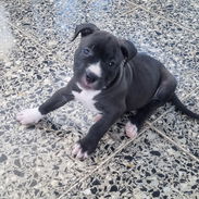 Pitbull hembra - Img 56348098