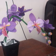 Flores - Img 58167412