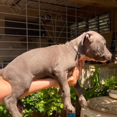 PITBULL hembras CON PADRE BULLY Y MADRE PITBULL,en 200 USD o equivalente,TENGO MENSAJERÍA,tienen 55 días y desparacitada - 7/10