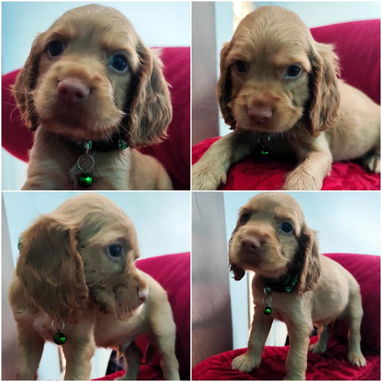 Venta de amor de 4 patas - Img 122314447