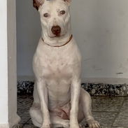 Pitbull blanca red nose - Img 58176351