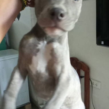 Chihuahuas .pequines.cocker.pitbull.pastores alemanes. Chow chow.ect todo tipo de perros pura razas - Img 114056552