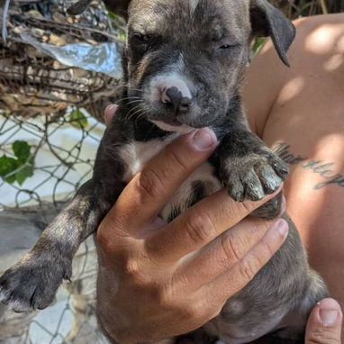 🐶 ¡Cachorros Pitbull en venta! 🐶 - Img 122851936