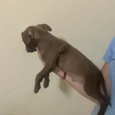 Cachorros de pitbull - Img 117565761