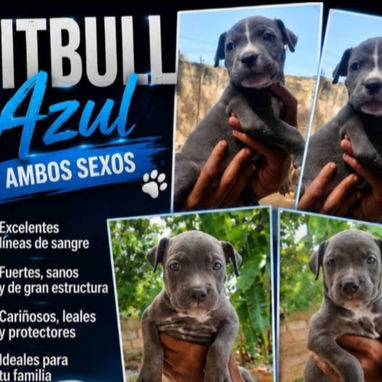 💜💜💜* 🐶¿BUSCAS UN CACHORRO?* TE AYUDAMOS A ENCONTRAR TÚ FIEL COMPAÑERO WHATSAPP 58746643 💜💜💜. - Img 126236795