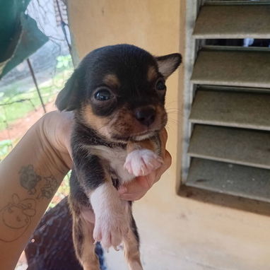 Chihuahuas - Img 121539781