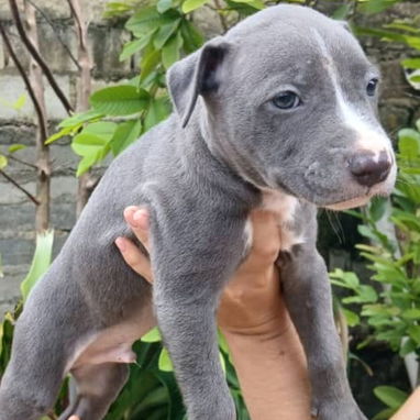 Tenemos , pitbull, Chihuahua, shitzu, labradora , Rottweiler, , Malinois, salchicha,entre otros ,llame al 53818081 - Img 123904458