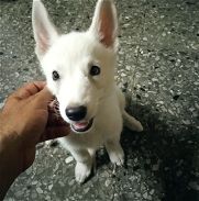 Cachorros de Husky blancos - Img 45869565