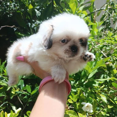 🐶✨ Venta de Cachorros (shih tzu) ✨🐶 - Img 126047472