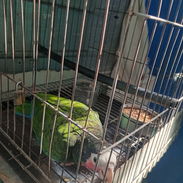 Se vende esta cotorra - Img 56241955