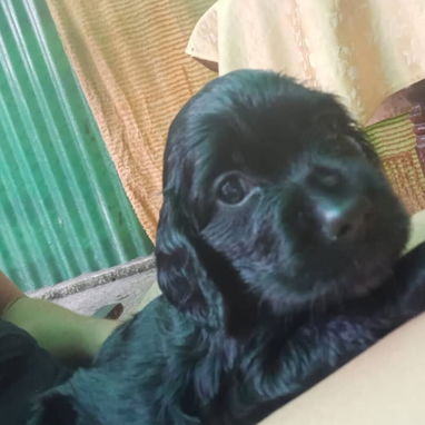 COKER SPANIEL,hembra,en 150 USD o equivalente(ACEPTO TRANSFERENCIA)TENGO MENSAJERÍA,tiene 62 días y está desparacitada. - Img 123147814