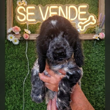 ((( 💜 COCKER SPANIEL HEMBRITA BETTY MASCOTAS WHATSAPP 52506841 💜 ))) - Img 125685974
